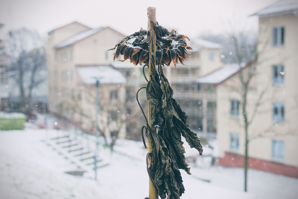 2016-01-02-snowflower.jpg